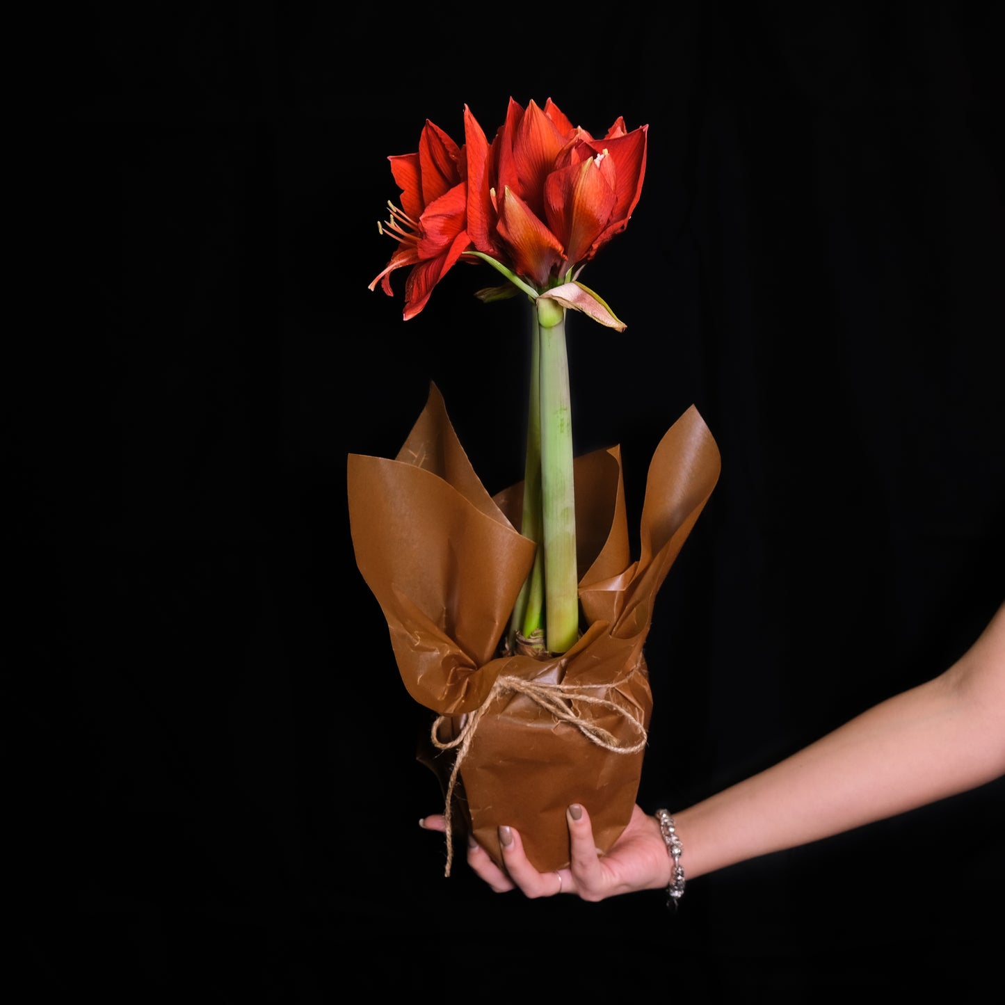 Amaryllis - kruka - röd - jumbo