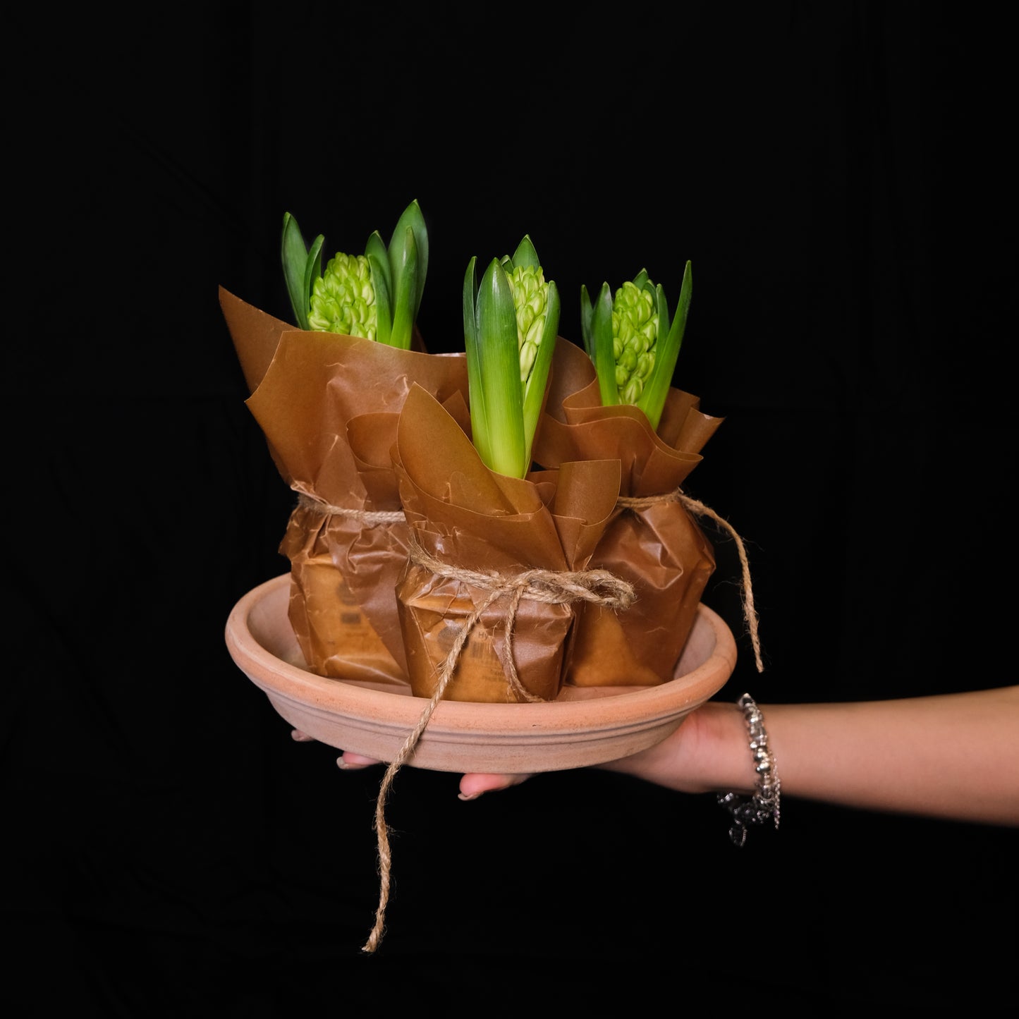 Hyacinter tre mixade färger