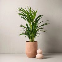 GULDPALM