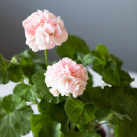 ROSA PELARGON I KRUKA