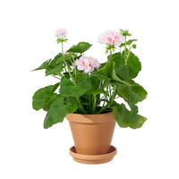 ROSA PELARGON I KRUKA