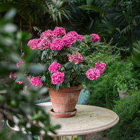 ROSA HORTENSIA I KRUKA