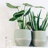 MONSTERA I KRUKA