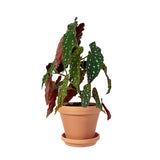 FORELLBEGONIA I KRUKA