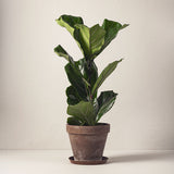 FIOLFIKUS 50-70 cm