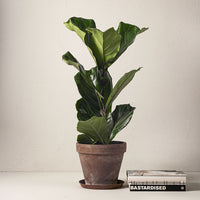 FIOLFIKUS 50-70 cm