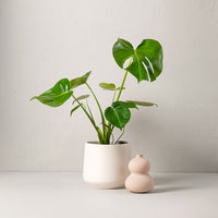 MONSTERA 50 cm