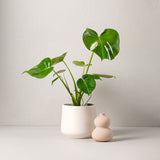 MONSTERA 50 cm