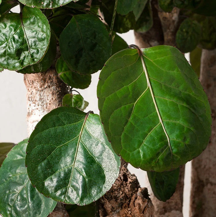 NETTARALIA